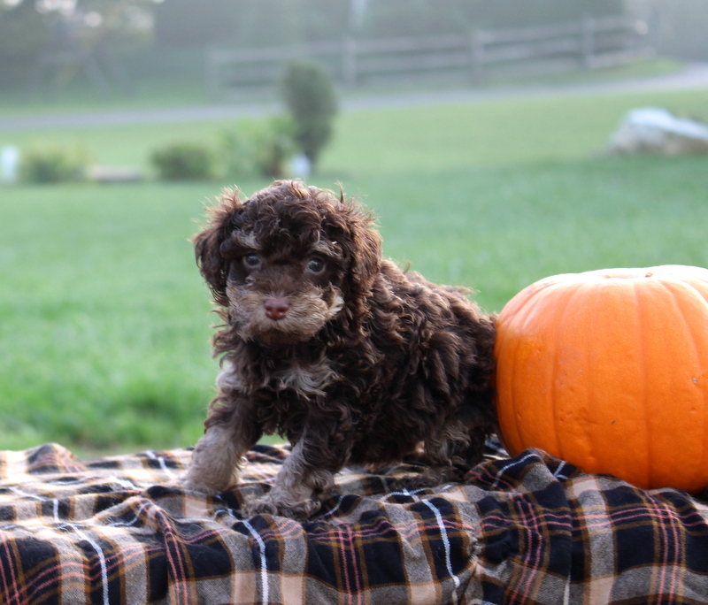 puppy, for, sale, Toy Poodle, Matthew B. Stoltzfus, dog, breeder, Gap, PA, dog-breeder, puppy-for-sale, forsale, nearby, find, puppyfind, locator, puppylocator, aca